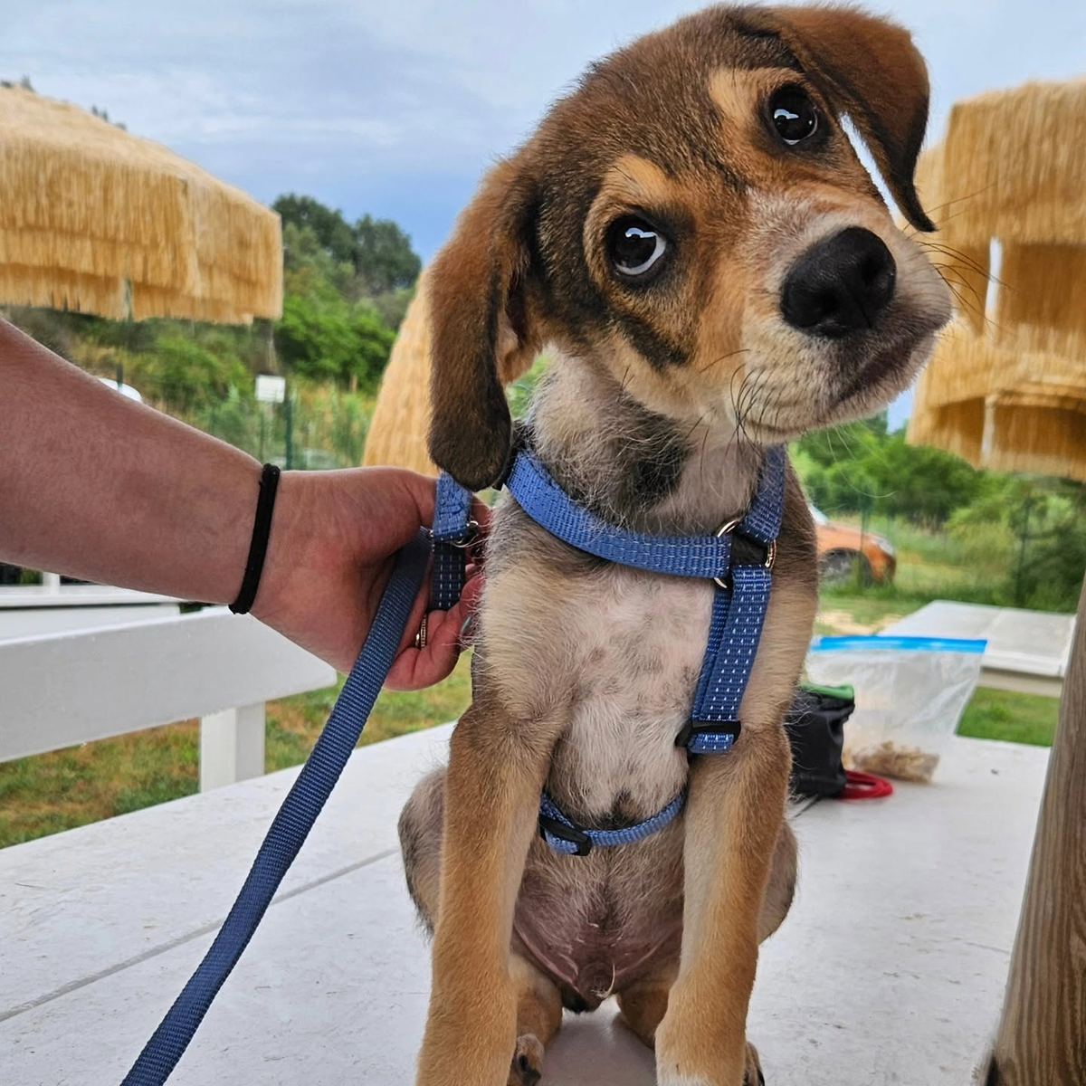 Puppy Class — Doggielandia ASD, Spoltore