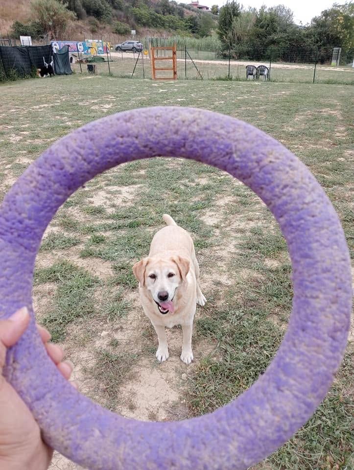 Attività sportive e campo attrezzato — Doggielandia ASD, Spoltore