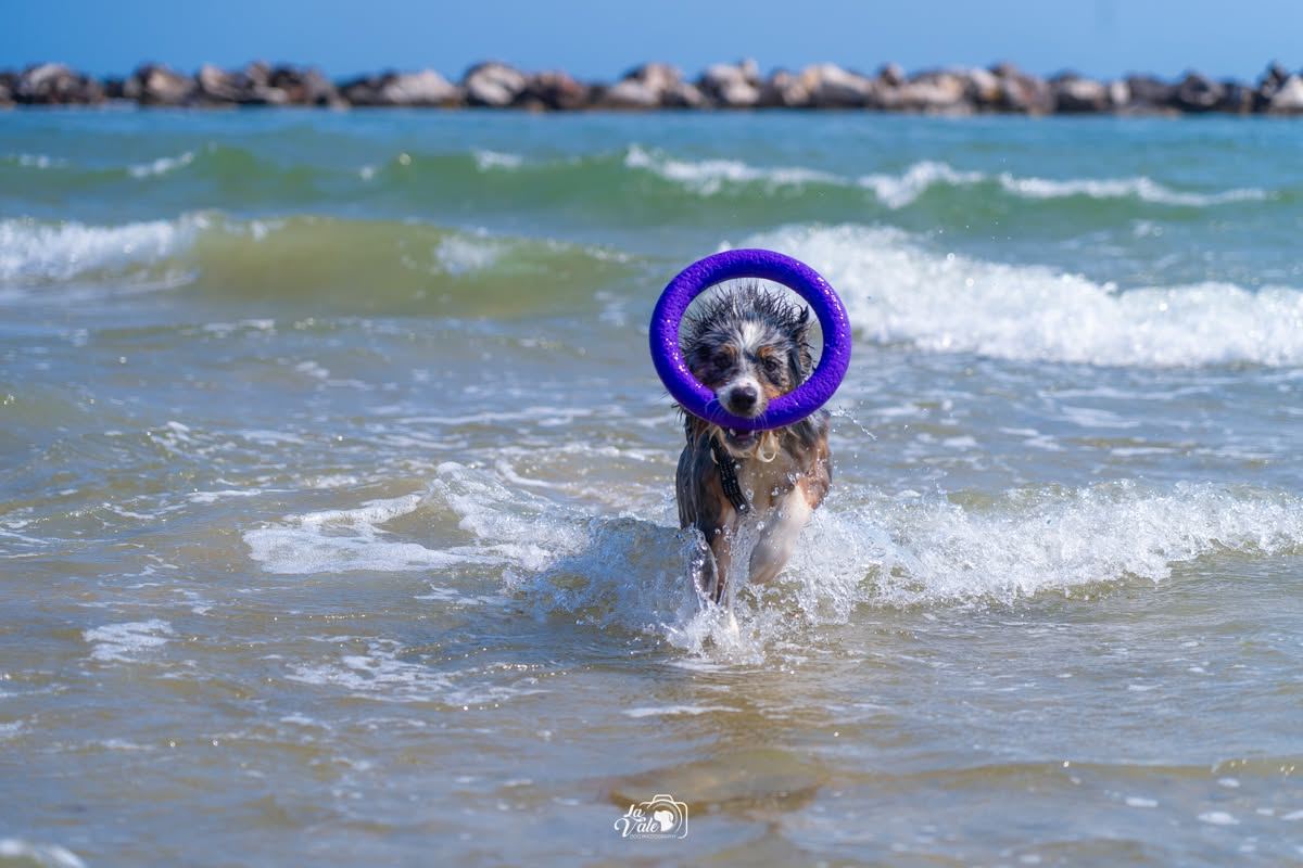 Dog SUP — Doggielandia ASD, Spoltore