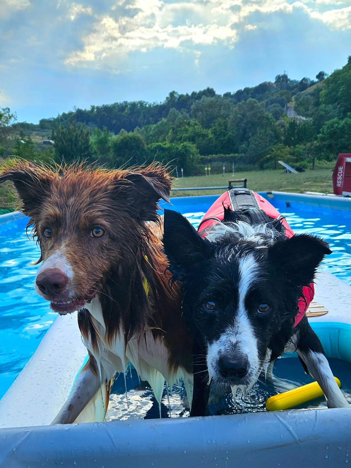 Cani che nuotano nella piscina del centro cinofilo Doggielandia a Spoltore