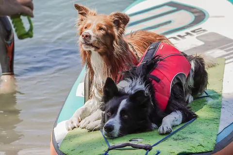 Dog SUP — momento 1