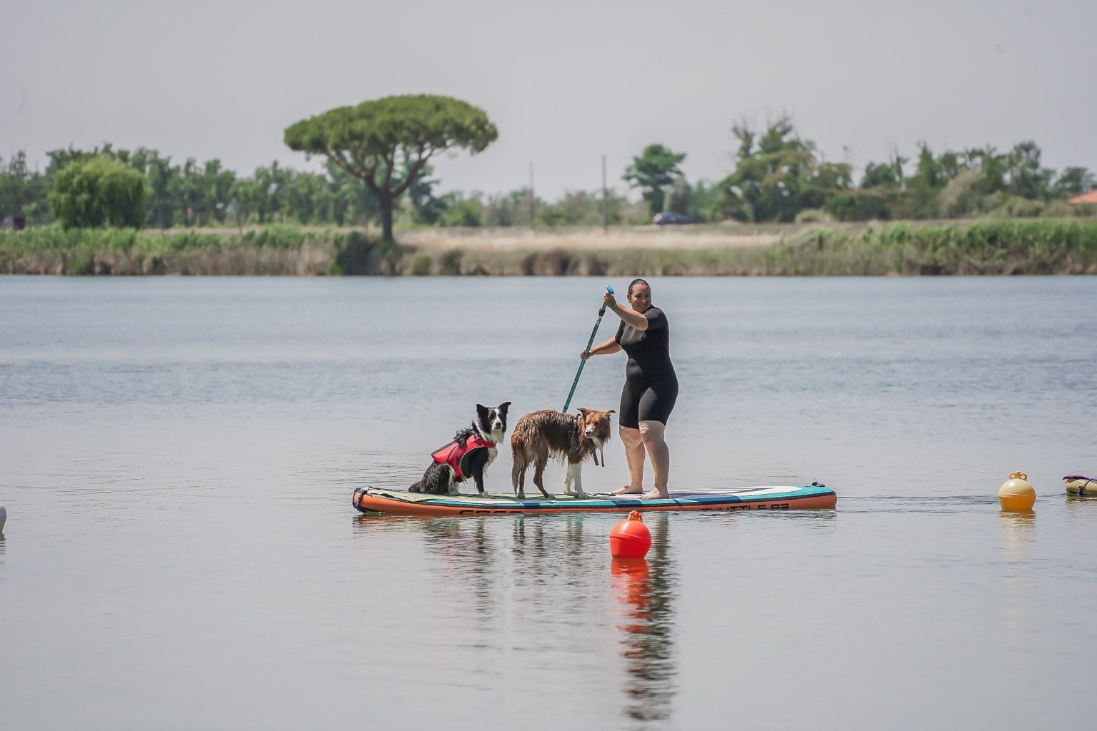 Attività Dog SUP guidata in acqua con due cani