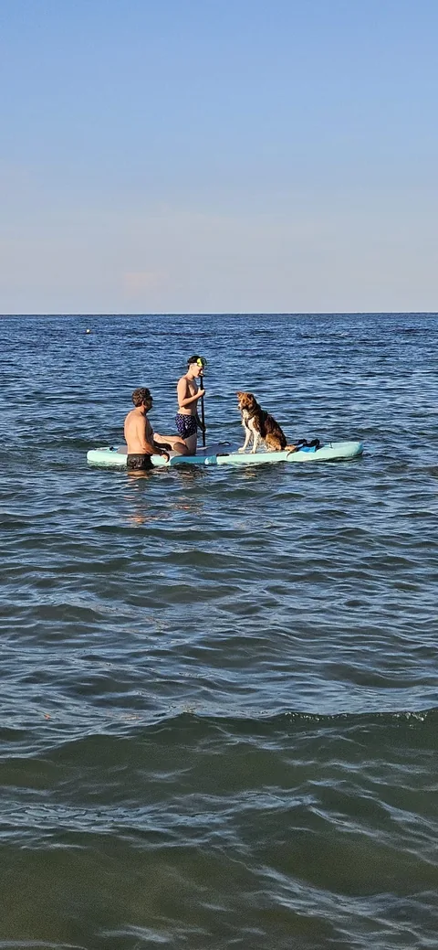 Dog SUP — momento 6
