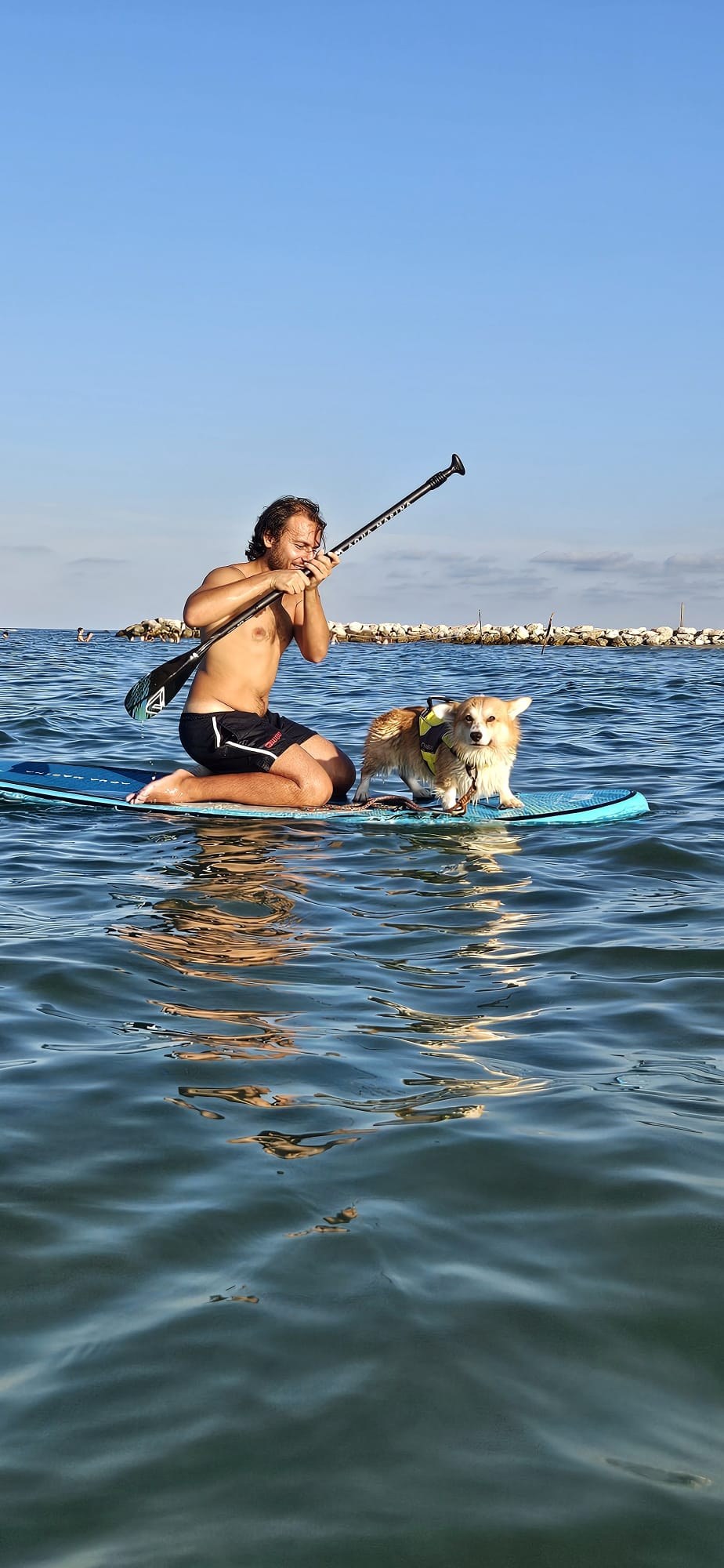 Cane accompagnato sulla tavola durante l'attività in mare