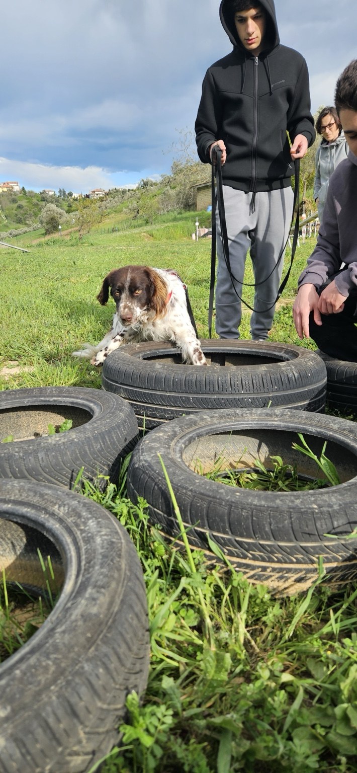 Cane accompagnato in un percorso con ostacoli