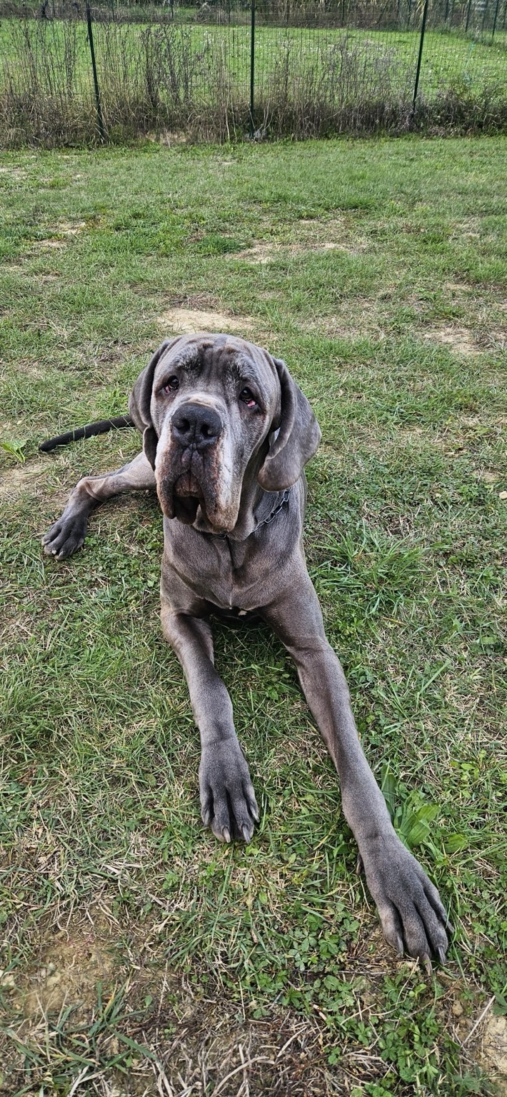 Cane in attenzione durante una sessione nel campo