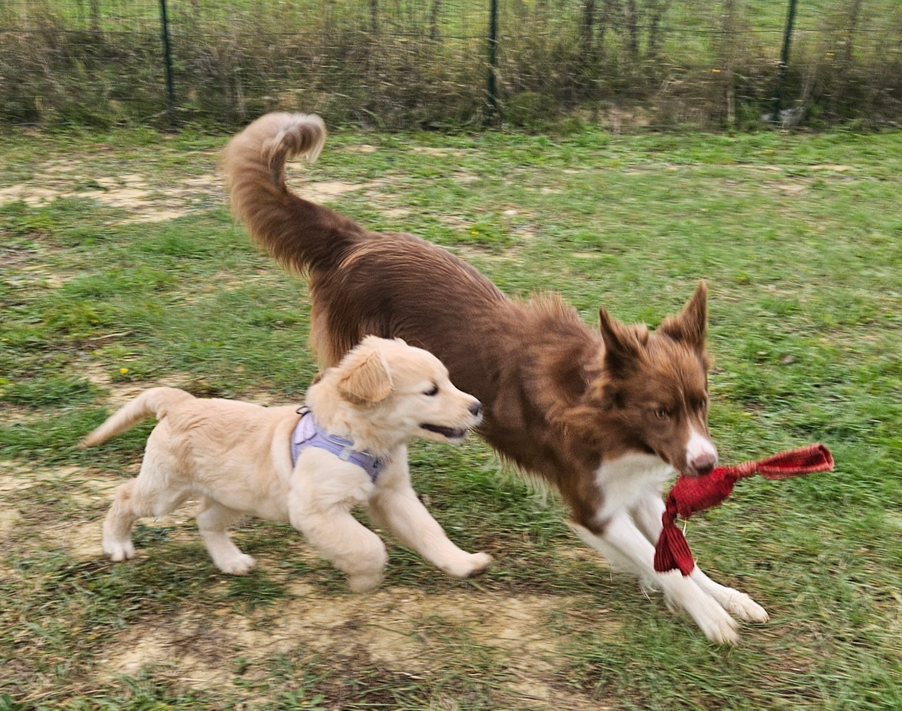 Cani che giocano insieme durante un'attività guidata