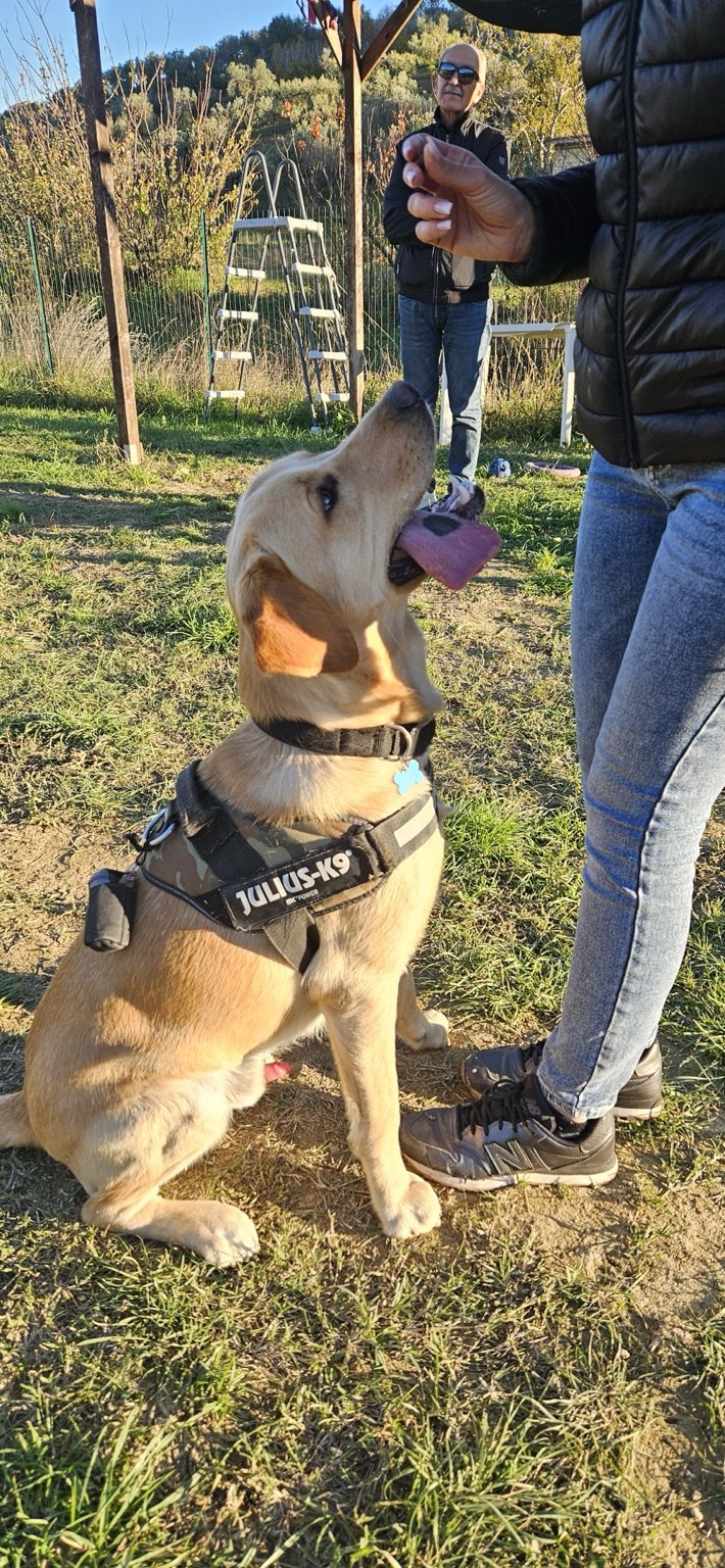 Cane premiato durante un esercizio di educazione