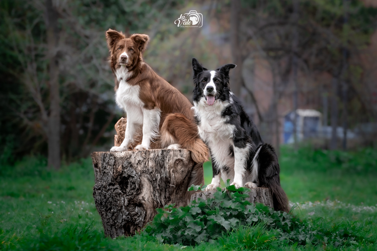Due Border Collie, marrone e bianco e nero e bianco, sui tronchi nel verde