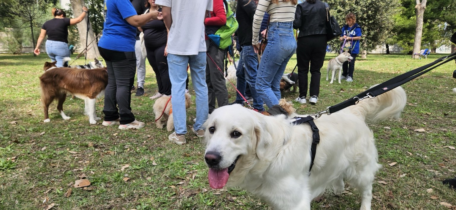 Cani e proprietari durante una lezione guidata nel parco