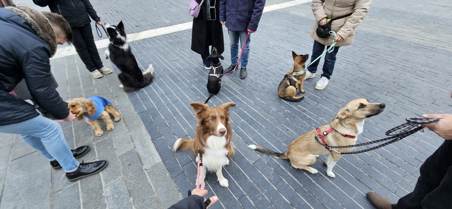 Cani in esercizio di autocontrollo durante una lezione in città