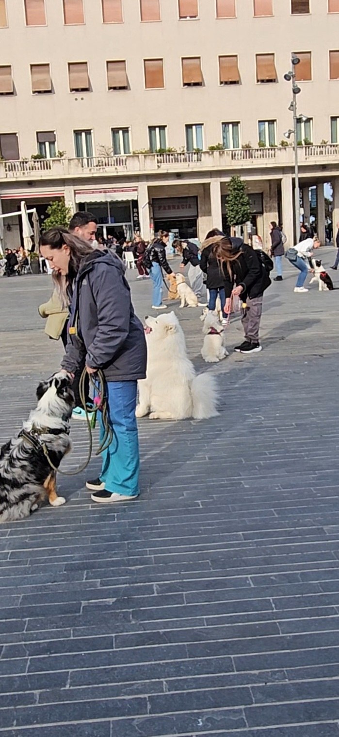 Proprietari e cani durante esercizi in una piazza cittadina