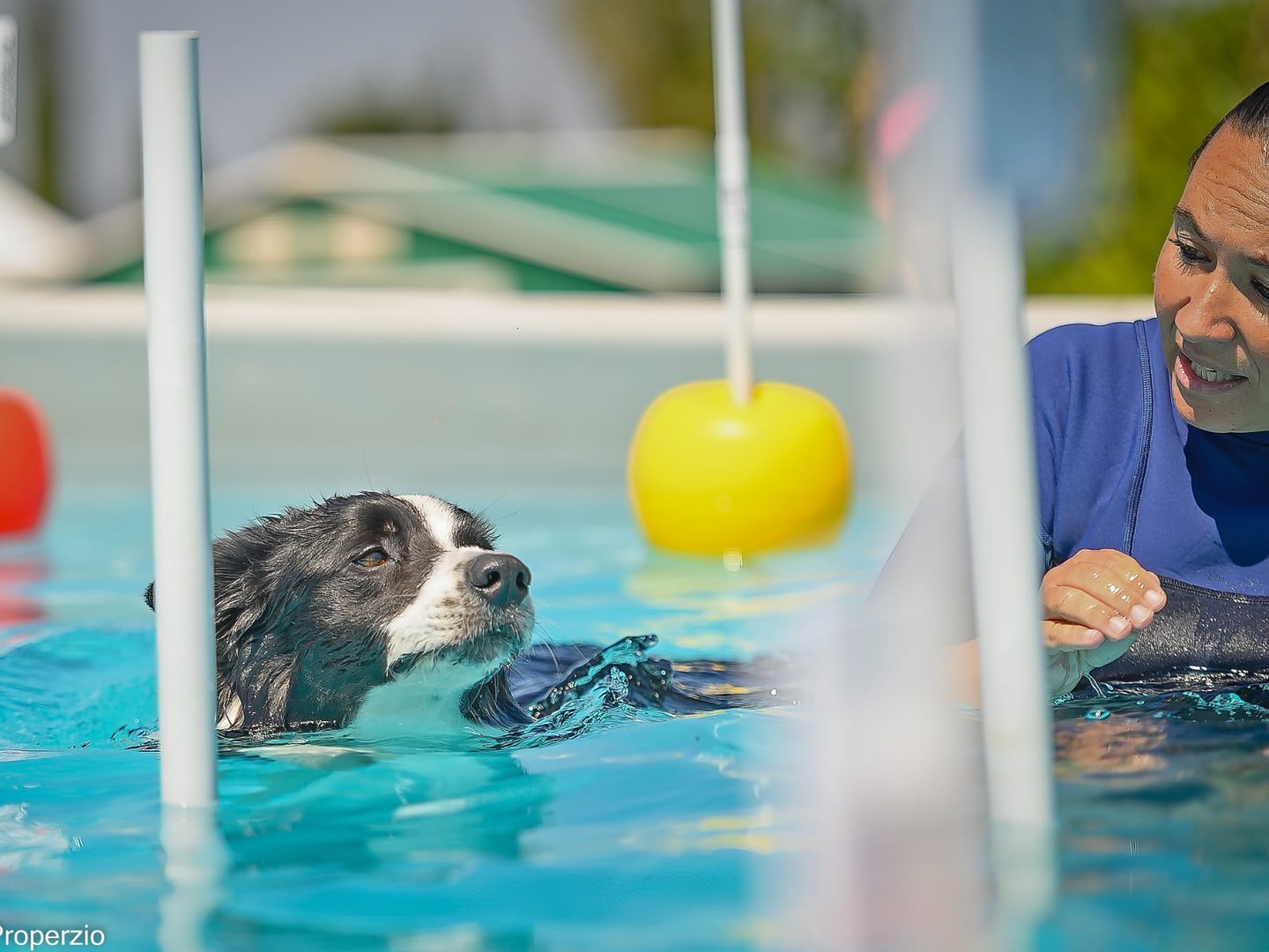 Piscina per cani — Doggielandia ASD, Spoltore