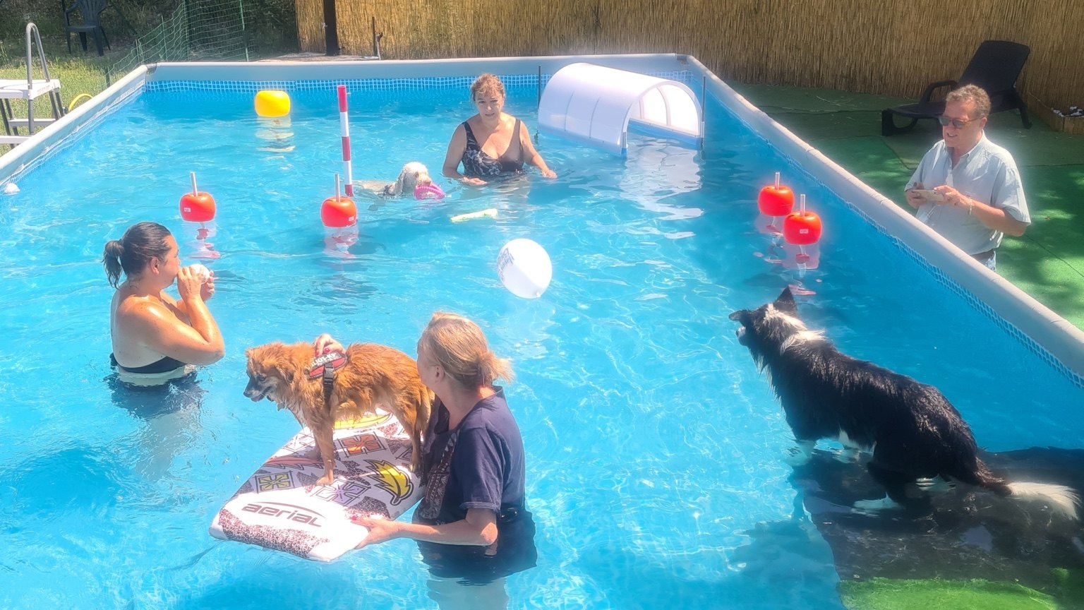 Attività guidata in piscina con cani e proprietari a Doggielandia