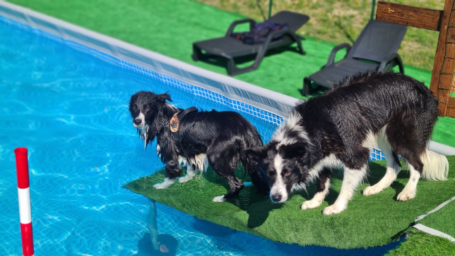 Border Collie durante un'attività presso la piscina di Doggielandia