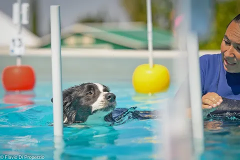 Piscina per cani — momento 3