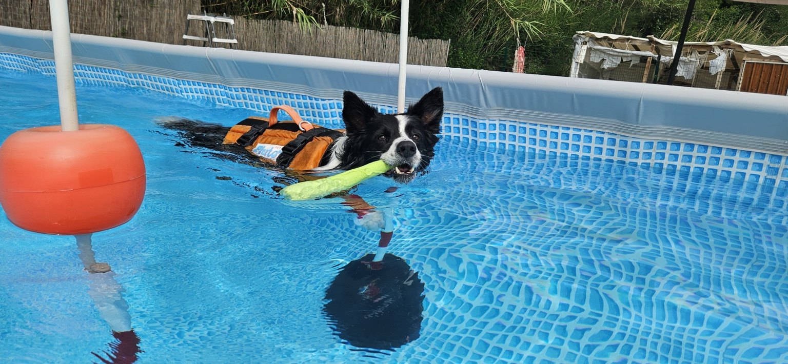 Border Collie che nuota con un gioco galleggiante