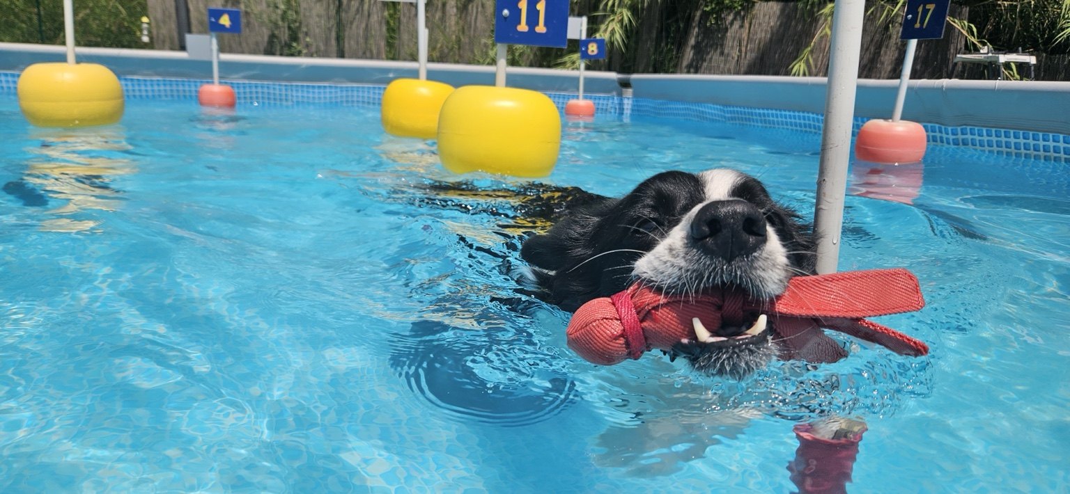 Border Collie durante un esercizio di riporto in acqua