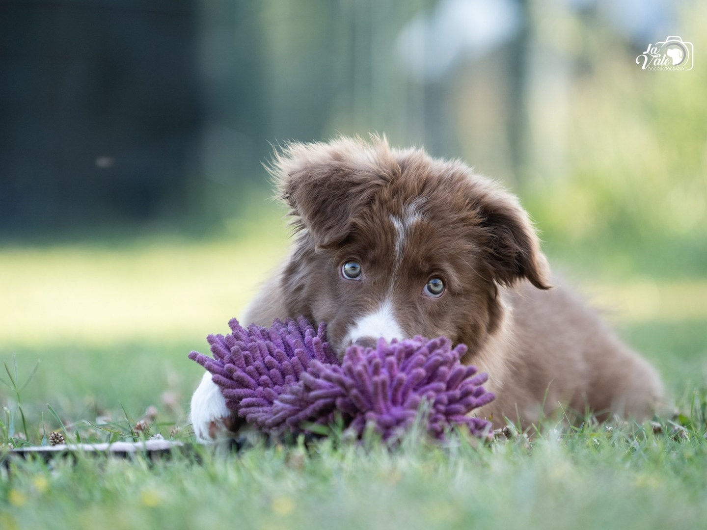 Puppy Class — Doggielandia ASD, Spoltore