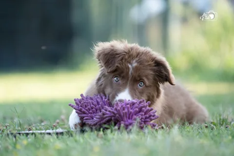 Puppy Class — copertina