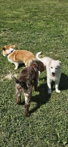 Puppy Class — momento 1