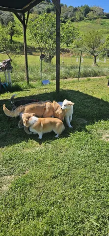 Puppy Class — momento 2