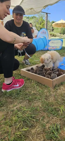 Puppy Class — momento 4