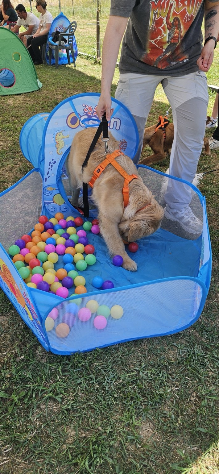 Cucciolo che esplora una vasca con palline colorate