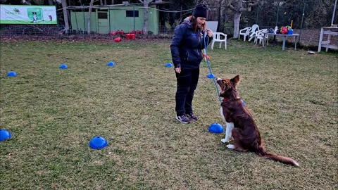 Nosework Sportivo CSEN — ricerca olfattiva con le coppette