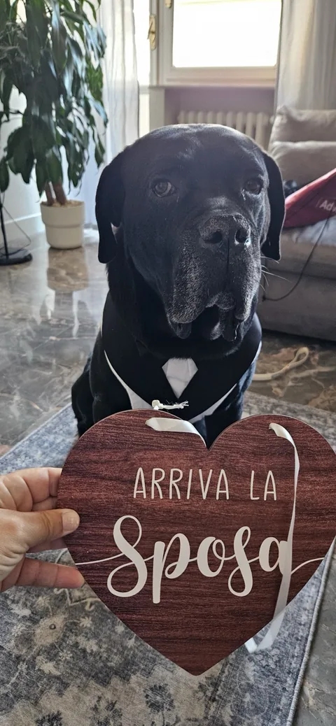 Wedding Dog Sitting — momento 1