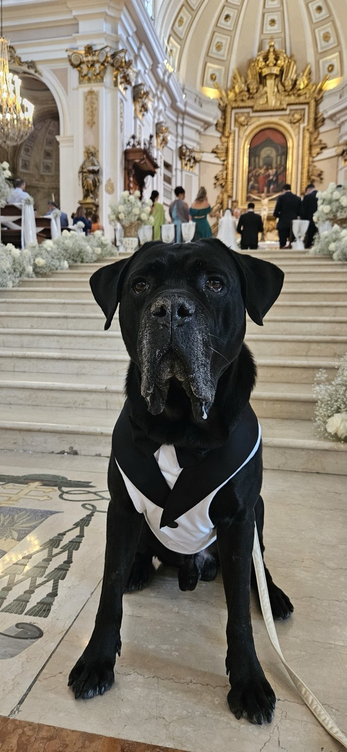 Cane con abito da cerimonia all’interno della chiesa