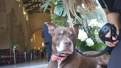 Wedding Dog Sitting — momento 6