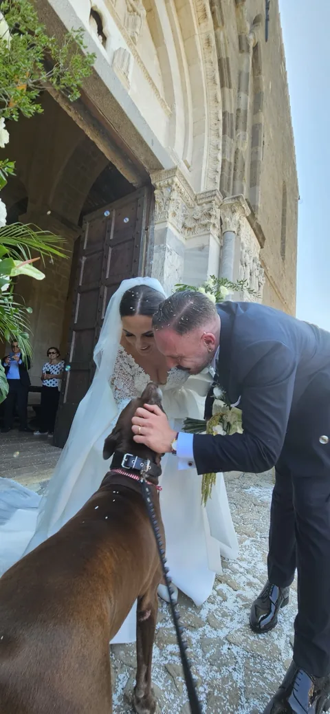Wedding Dog Sitting — momento 7