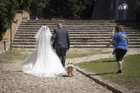 Wedding Dog Sitting — momento 8